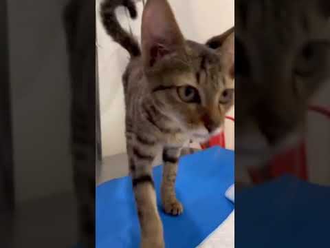 Simba Animal Save — Rescue Story 2