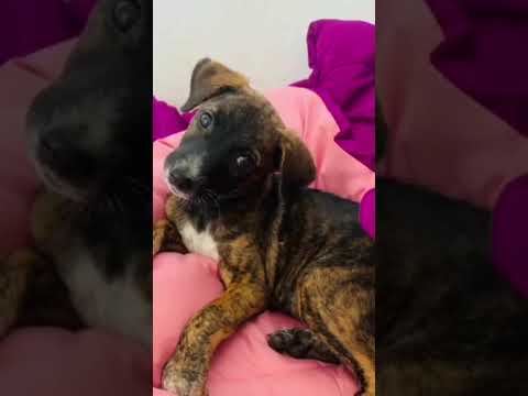 Simba Animal Save — Rescue Story 3
