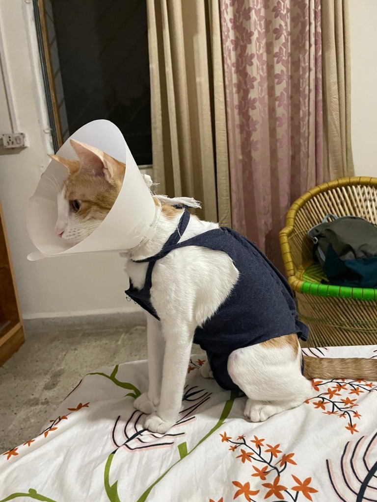 Cat after sterilization resting in recovery vest