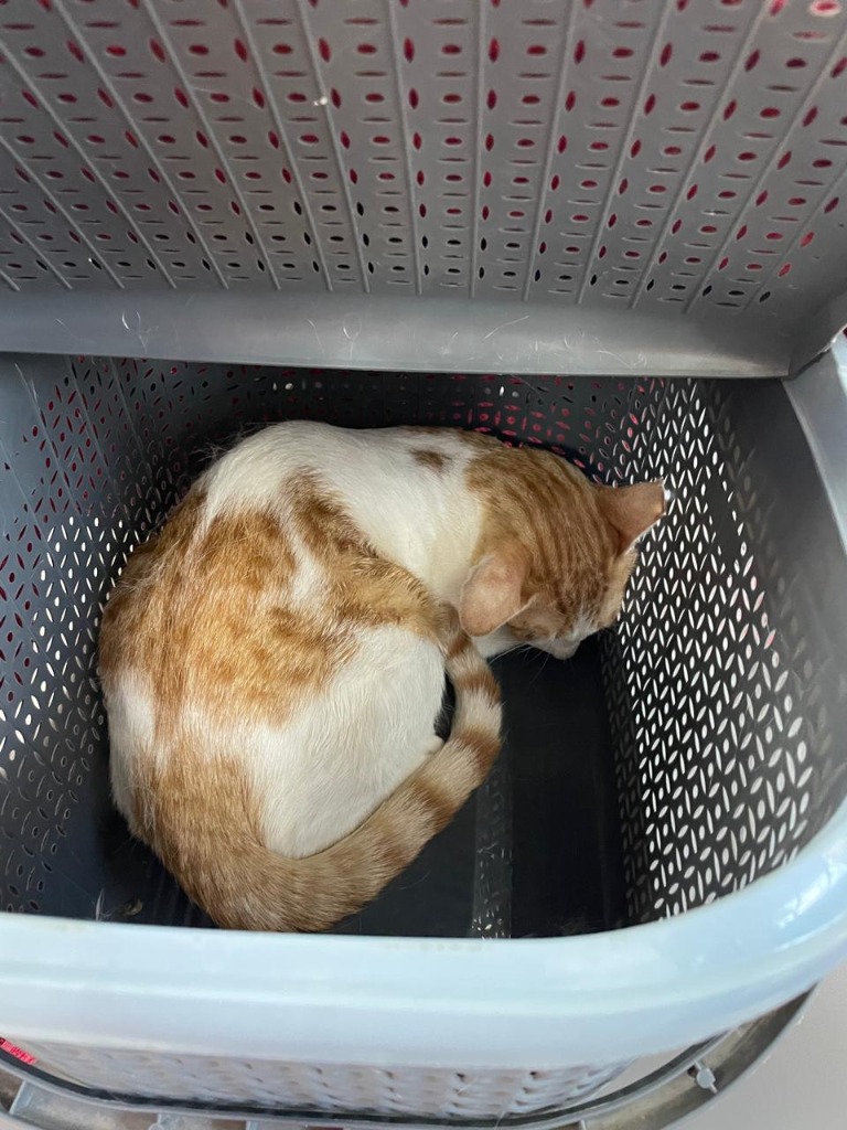 Cat before sterilization