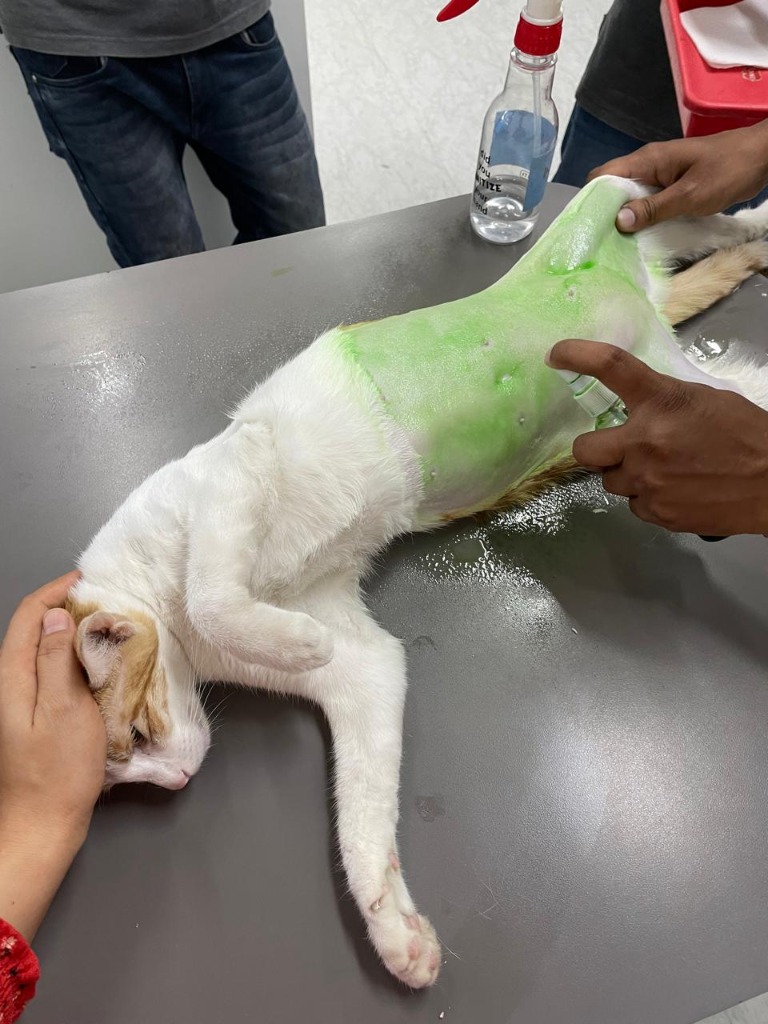 Cat surgery preparation