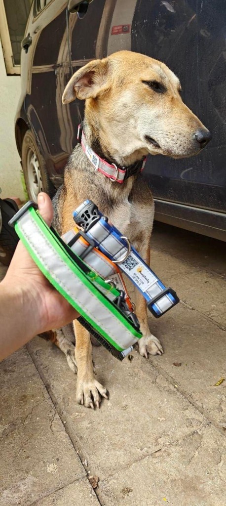 Street dog fitted with reflective safety collar and QR tag