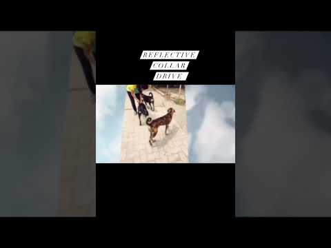 Simba Animal Save — Reflective Collars video