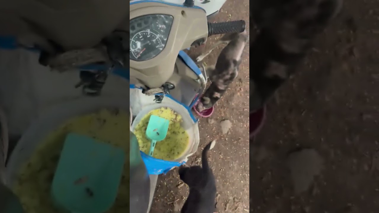 Simba Animal Save — Feeding Routine