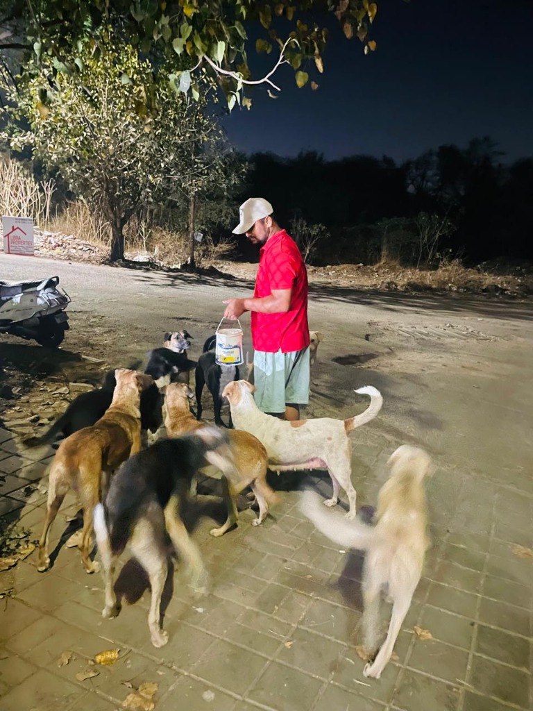 Volunteers feeding street dogs