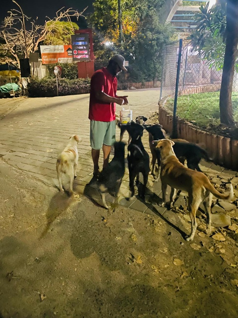 Community street dogs gathering for meal distribution