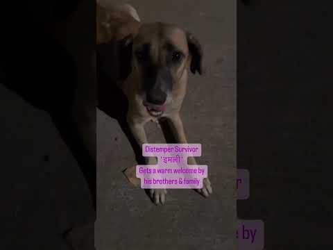 Animal rescue operation