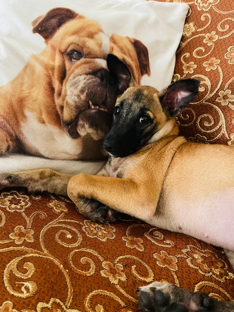 Puppy after rescue safe and healthy