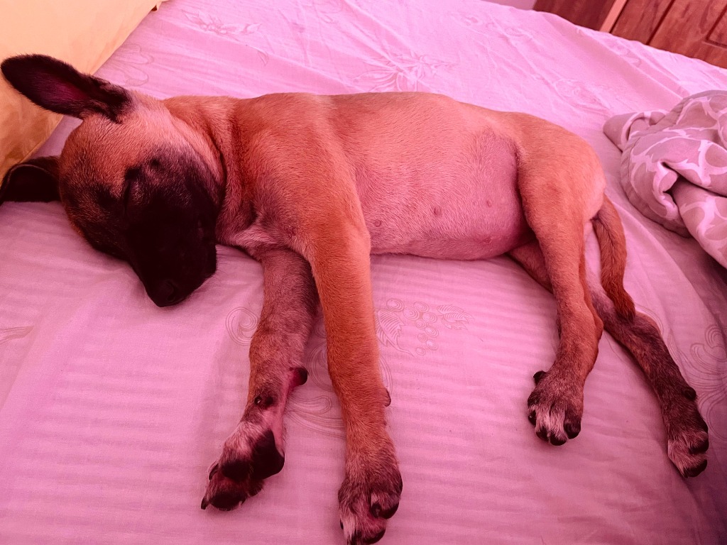 Puppy sleeping peacefully