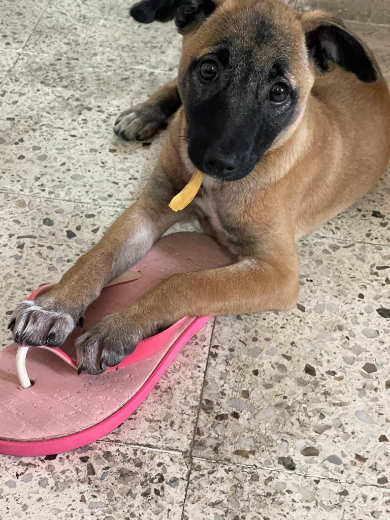 Puppy playful