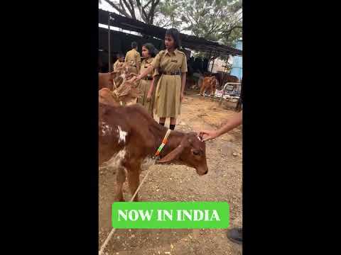 Simba Animal Save — Students Animal Sanctuary Visit