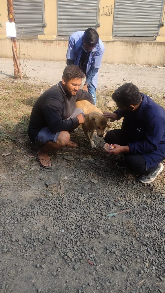 Simba Animal Save team comforting and checking a street dog during vaccination