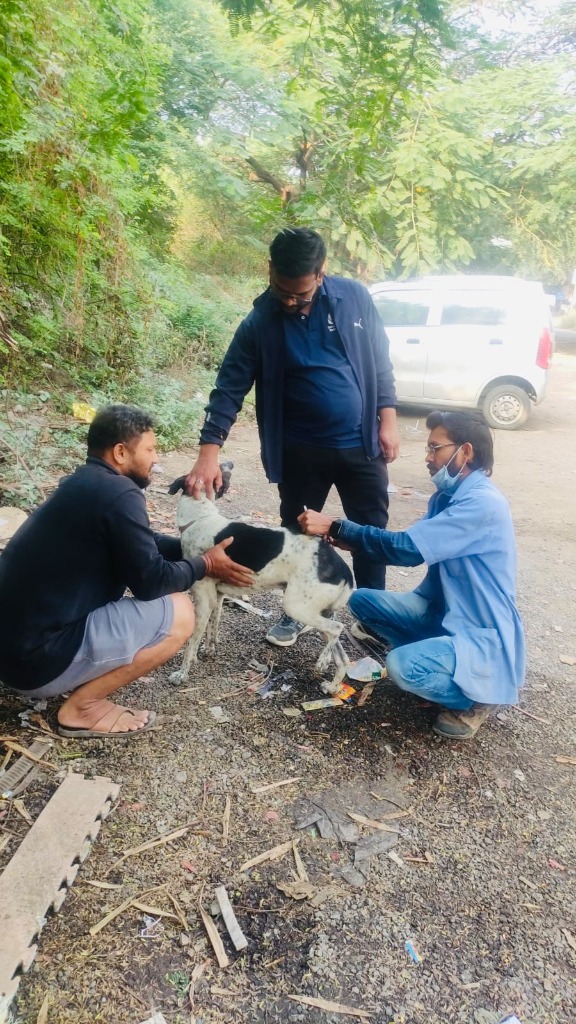 Vaccination drive for street dogs