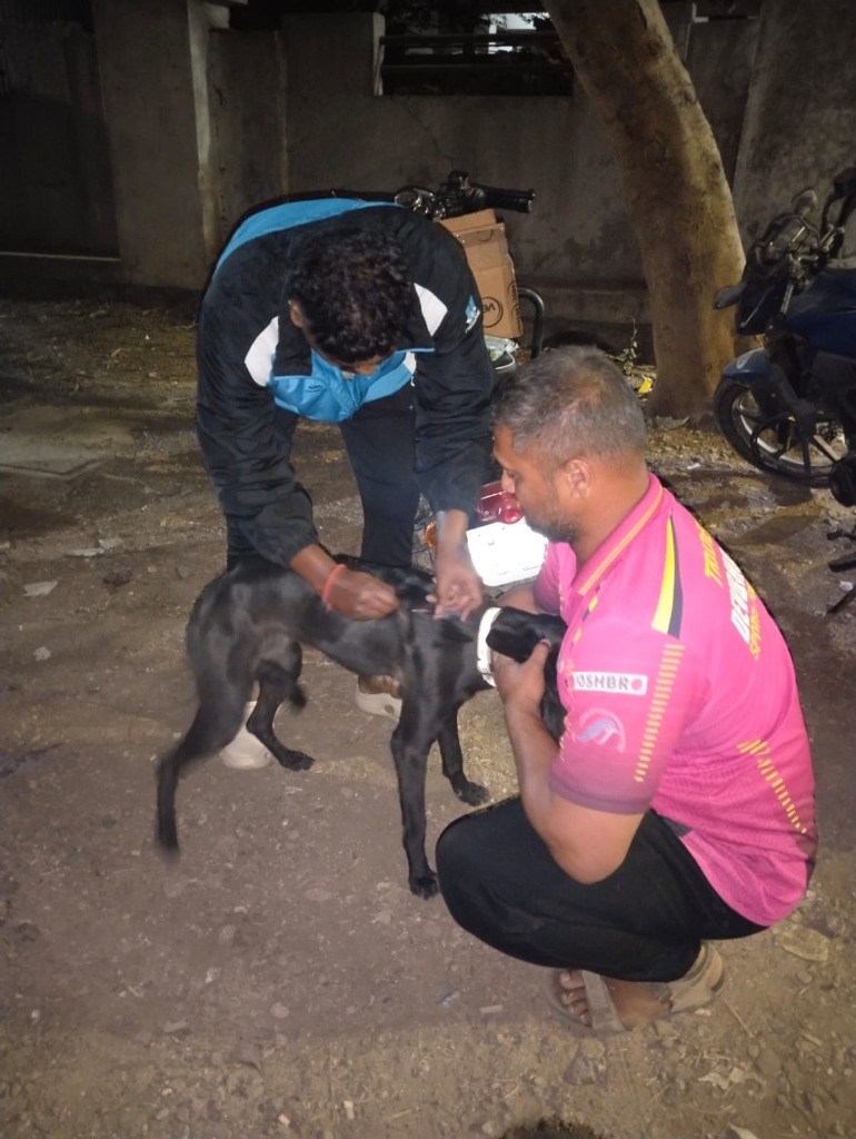 Simba Animal Save volunteers vaccinating a street dog during night drive