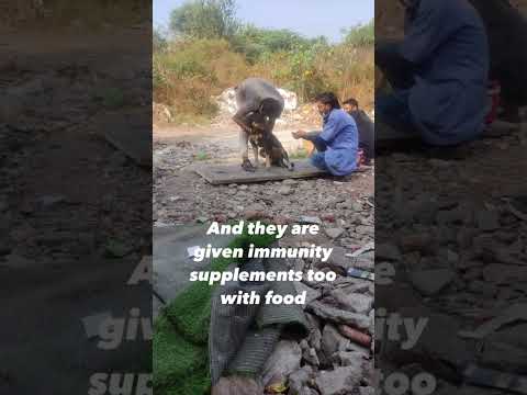 Simba Animal Save — Vaccination Drive