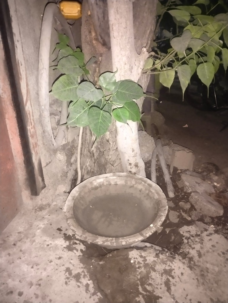 Cement water bowl installed beneath tree for street animals