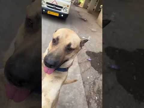 Water bowl initiative for street animals